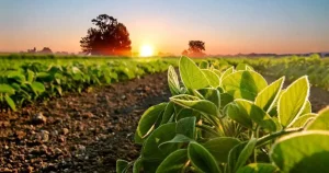 Cyklo Agritech leva modelo de venture builder para o Matopiba